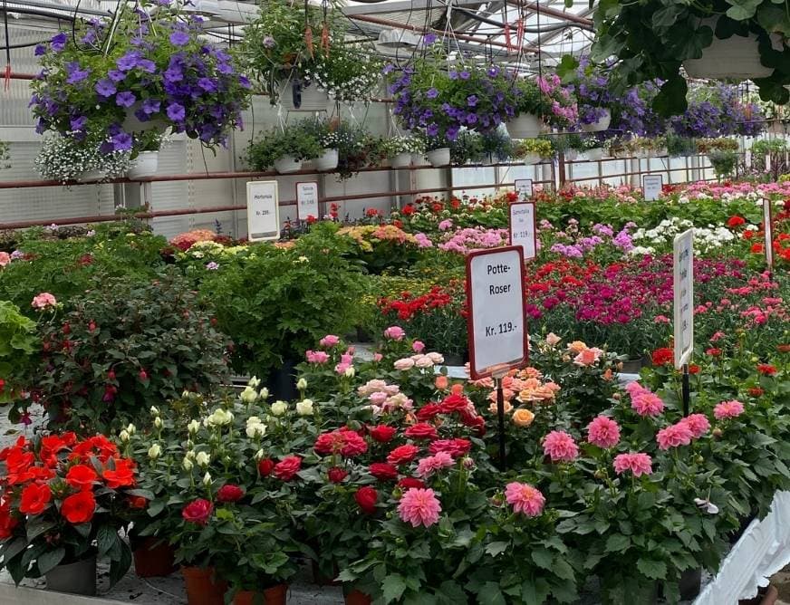Pelargonier og sommerblomster i drivhuset