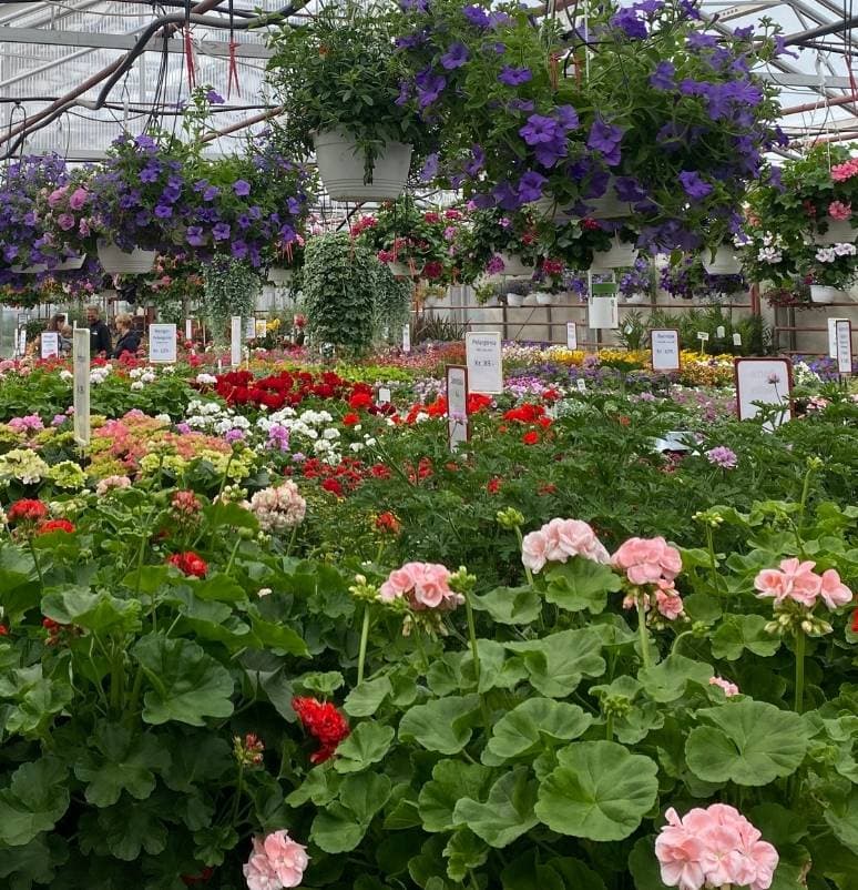 Hengeampler og blomstrende benker