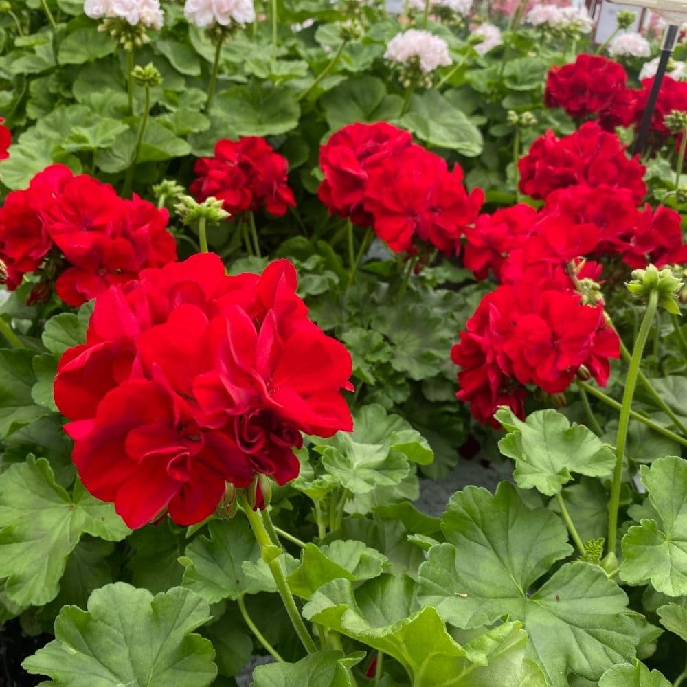 Røde pelargonier