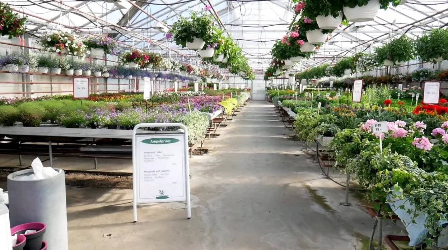 Drivhuset hos Ravnsborg Gartneri fylt med sommerblomster