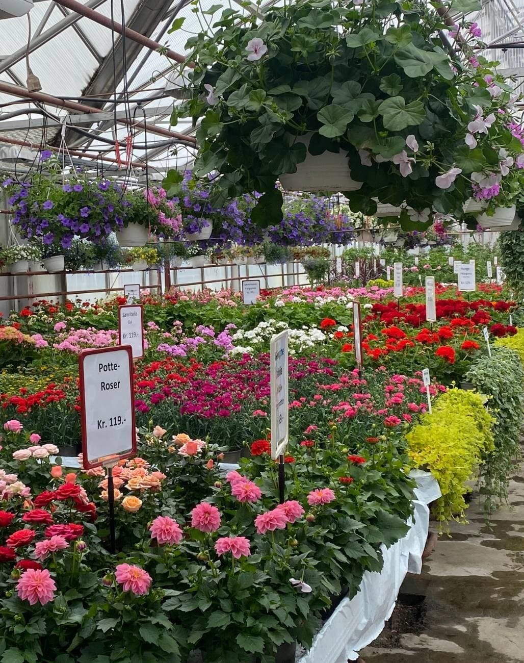 Blomstrende benker i drivhuset
